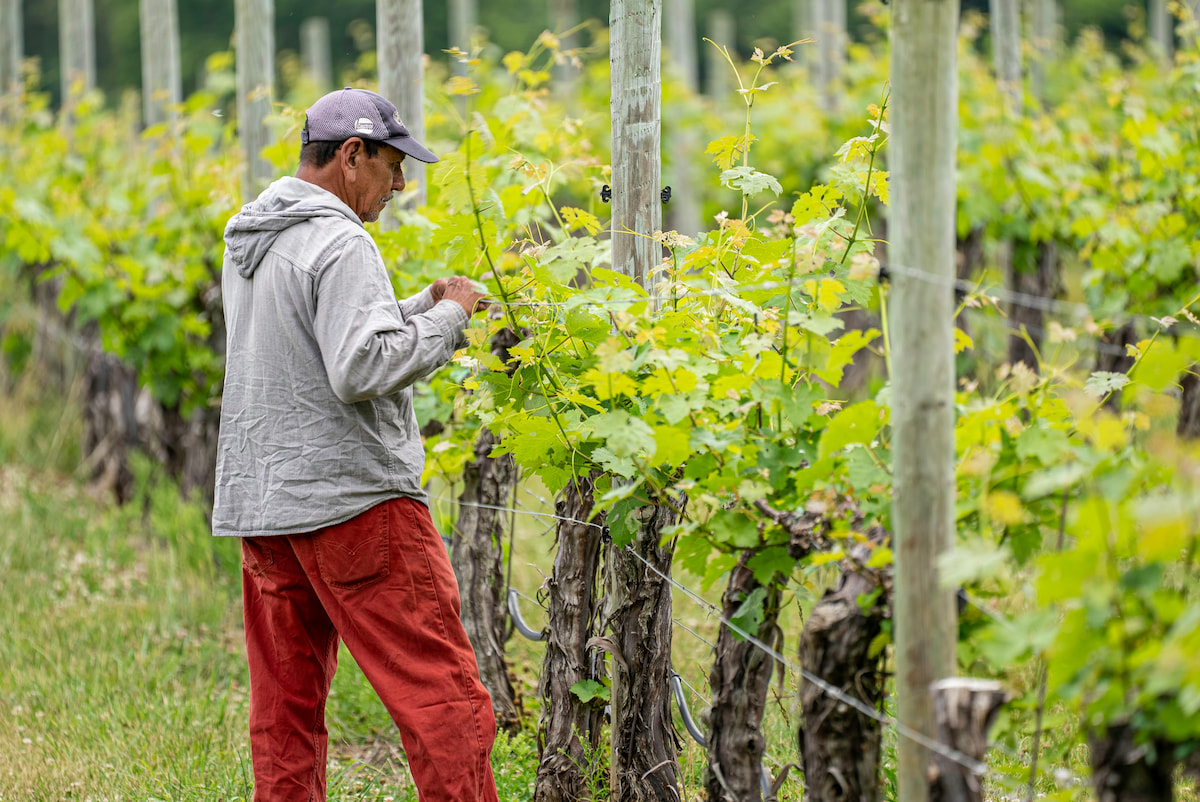 Farmer and buyer discussing produce in a sunlit field